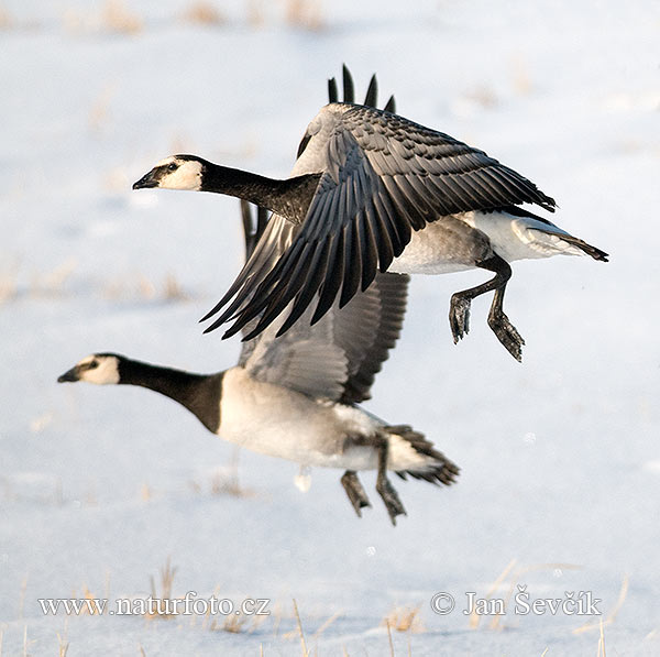 Branta leucopsis