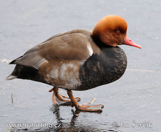 branta roja