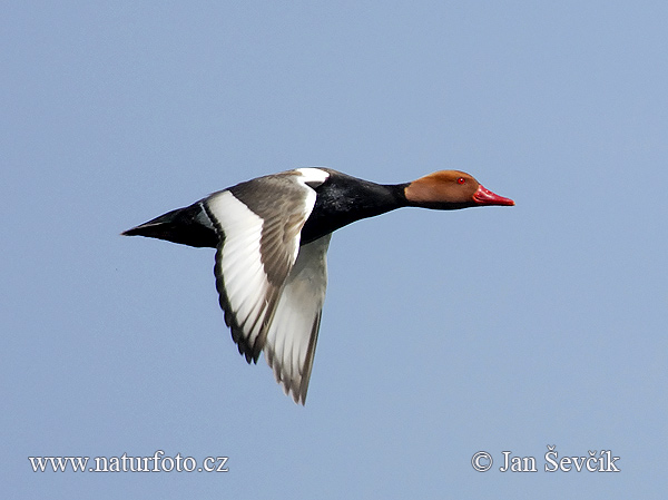 branta roja