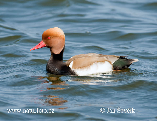 branta roja