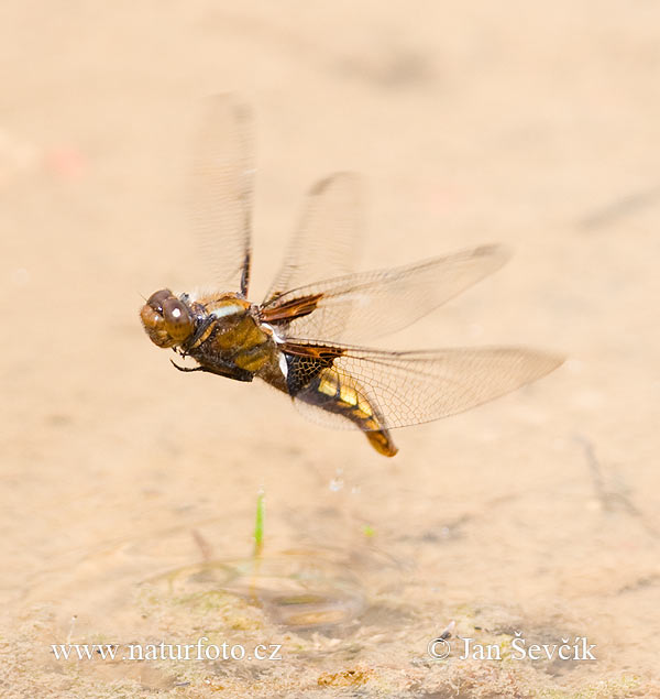 Bred blålibelle