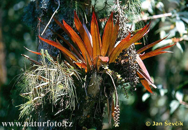 Bromelia sp.