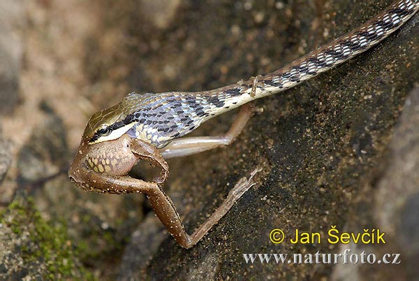 Bronzeback Tree Snake (Dendrelaphis schokari)