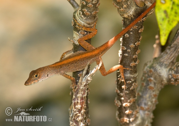 Brown Anole (Anolis sagrei)