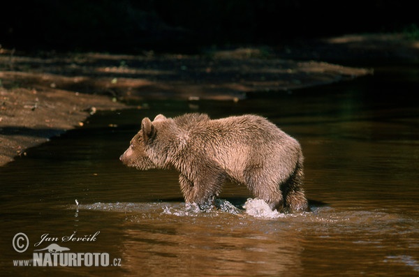 Brown Bear (Ursus arctos)