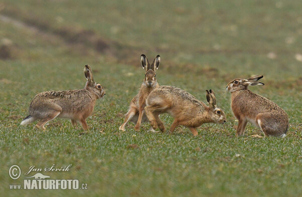 Brown Hare (Lepus europaeus)