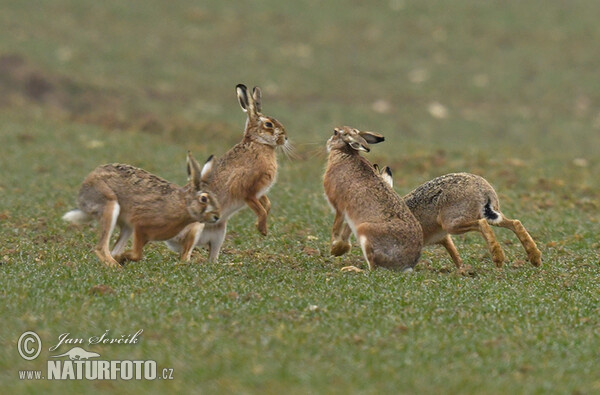 Brown Hare (Lepus europaeus)