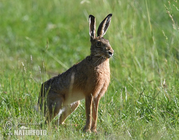 Brown Hare (Lepus europaeus)