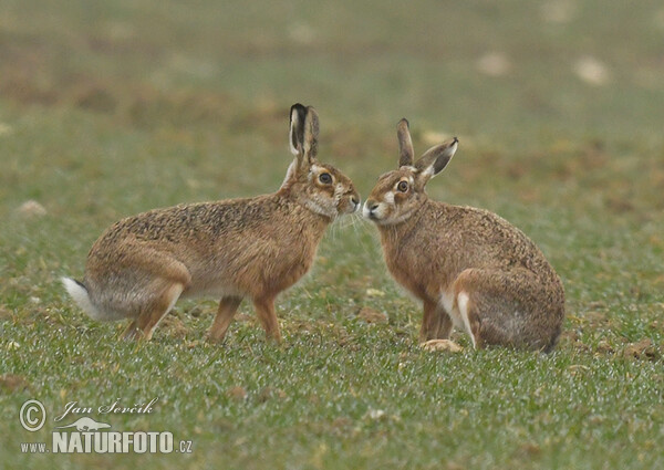 Brown Hare (Lepus europaeus)