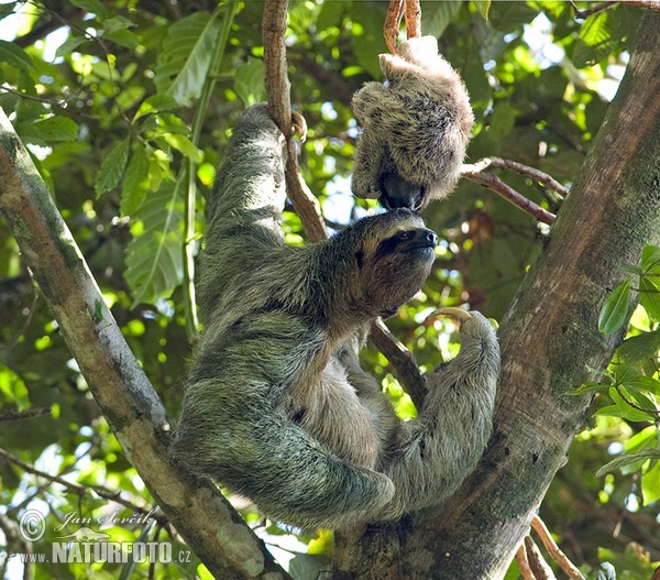 Brown-throated three-toed sloth (Bradypus variegatus)