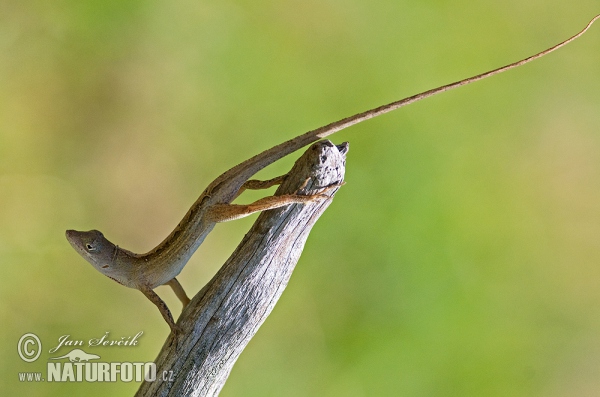 Bruine anolis