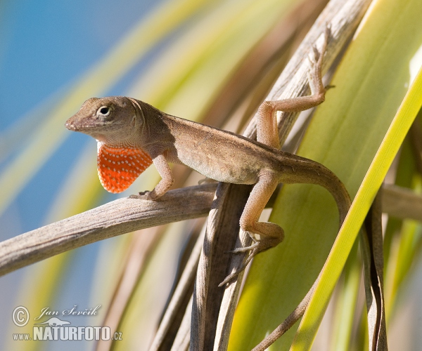 Bruine anolis