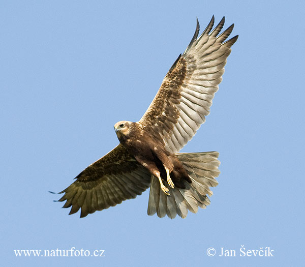 Bruine kiekendief