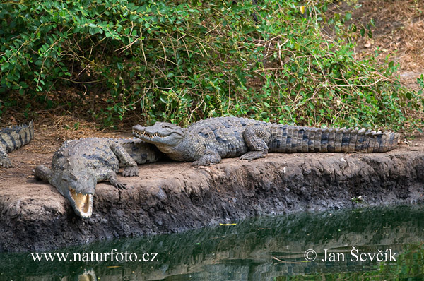 Buaya sungai Nil