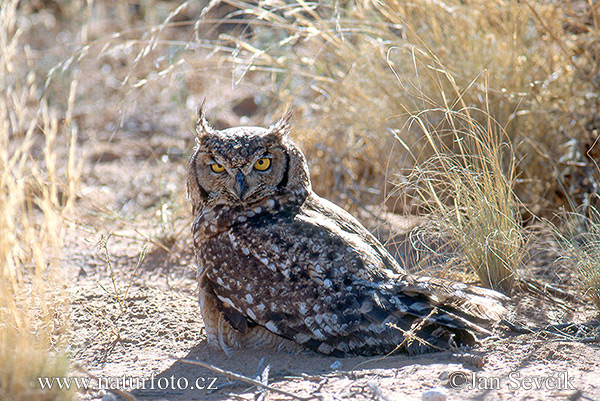 Bubo africanus