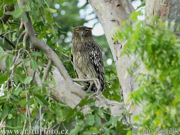 Bubo zeylonensis