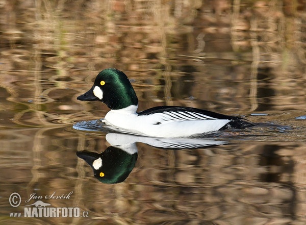 Bucephala clangula