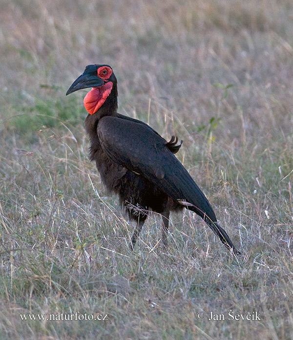 Bucorvus leadbeateri