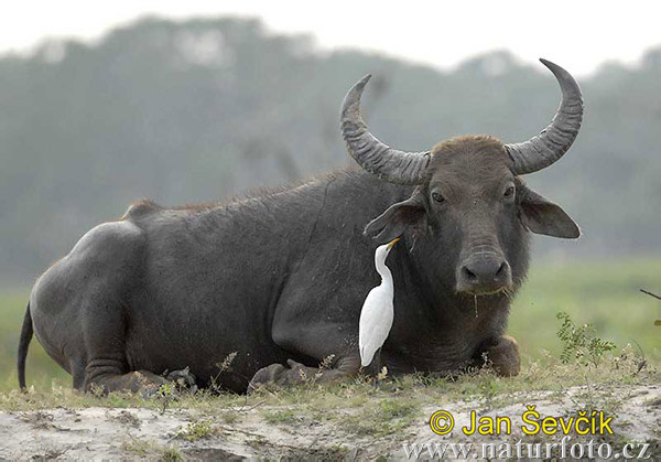 búfalo d'água selvagem