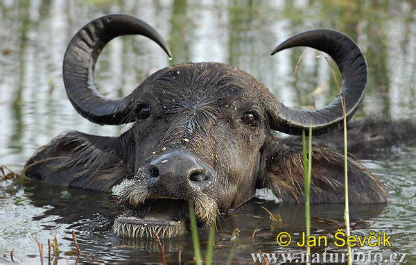 búfalo d'água selvagem