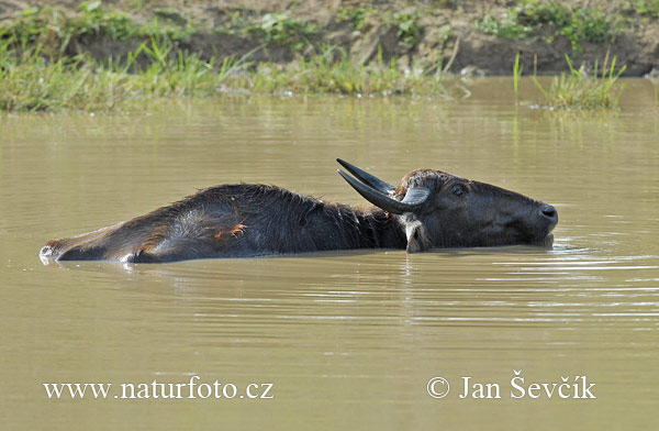 Búfalo de agua salvaje