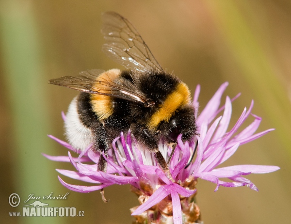 Buff-tailed bumblebee (Bombus terrestris)