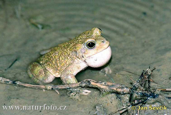 Bufotes viridis