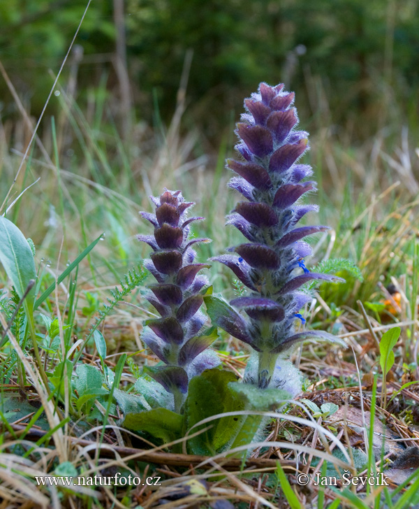 Bugle pyramidal