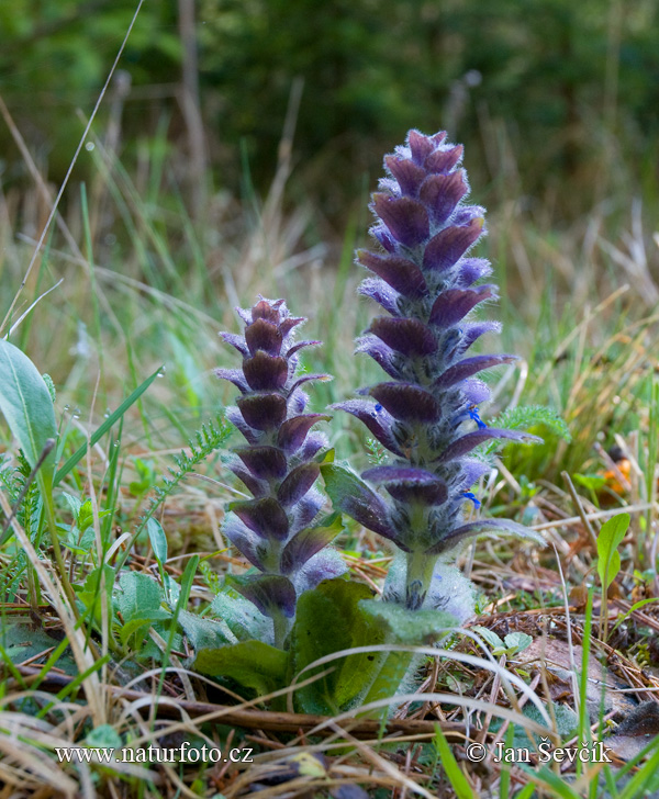 Búgula erecta