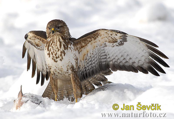 Buizerd