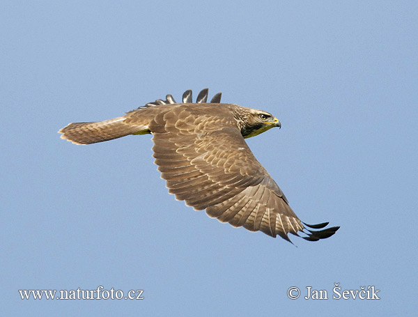 Buizerd