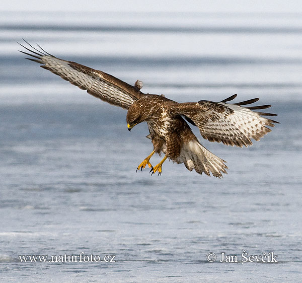 Buizerd