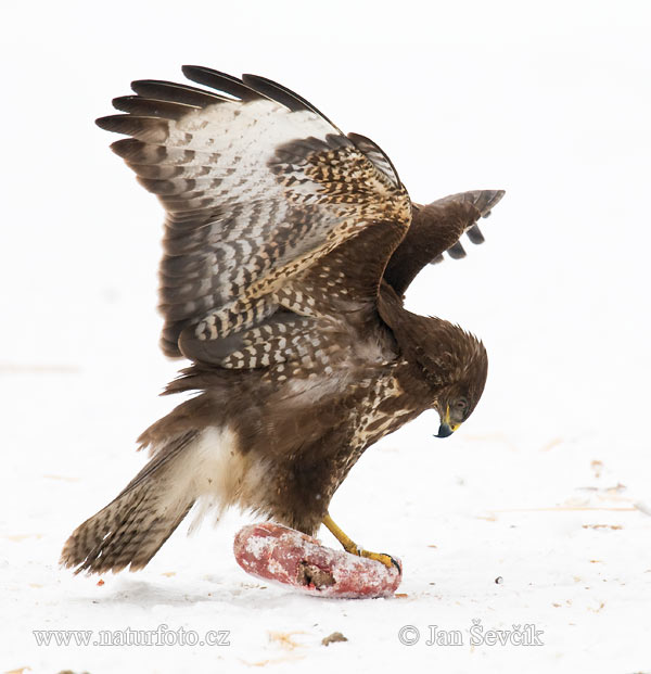 Buizerd