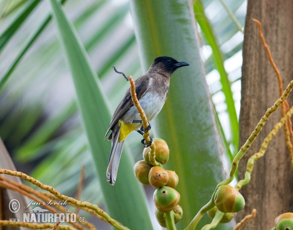Bulbul des jardins