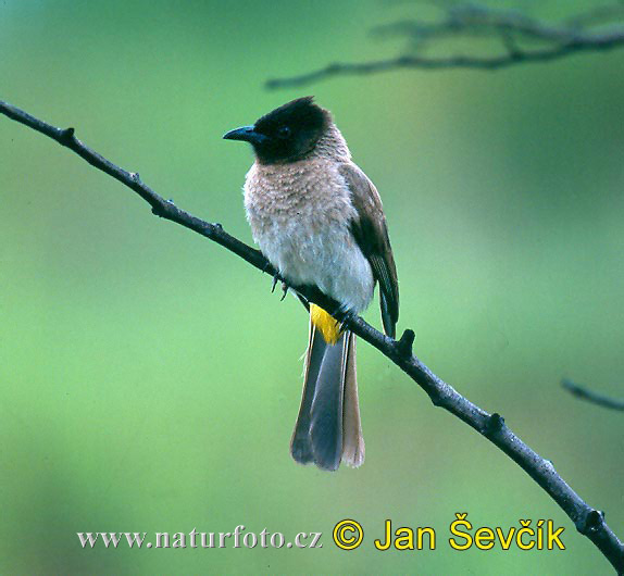 Bulbul des jardins