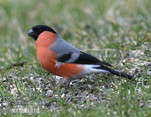 Bullfinch (Pyrrhula pyrrhula)