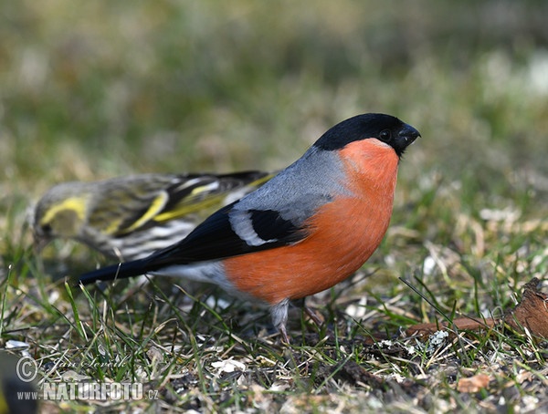 Bullfinch (Pyrrhula pyrrhula)