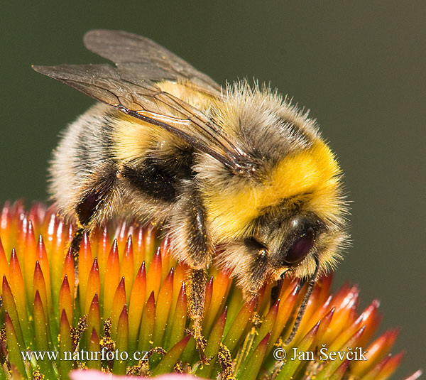 Bumble-bee (Bombus lucorum)