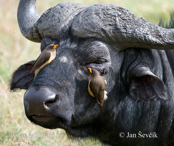 Buphagus africanus
