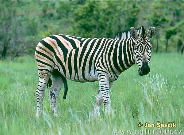 Burchells Zebra (Equus quagga burchellii)