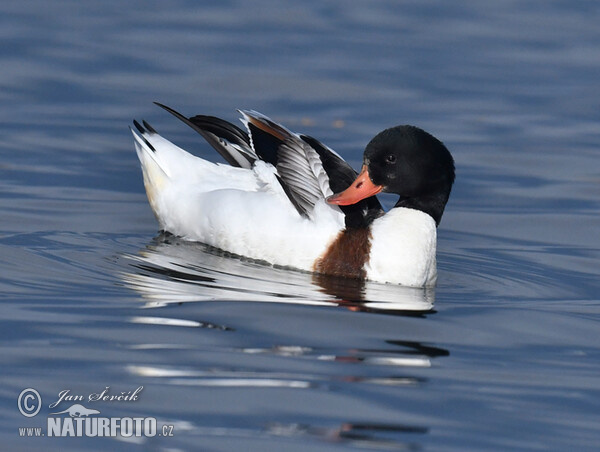 Burrow-duck (Tadorna tadorna)