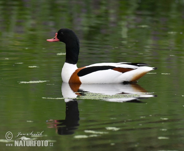 Burrow-duck (Tadorna tadorna)