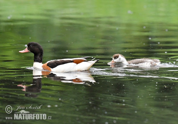 Burrow-duck (Tadorna tadorna)