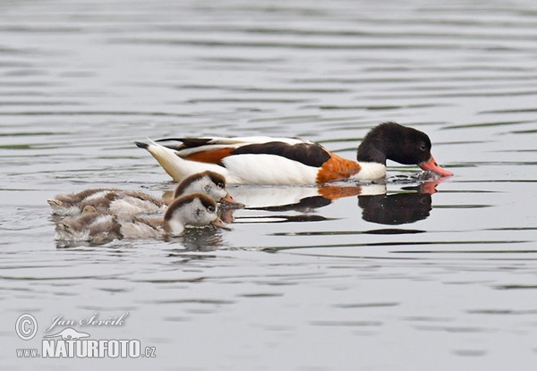 Burrow-duck (Tadorna tadorna)