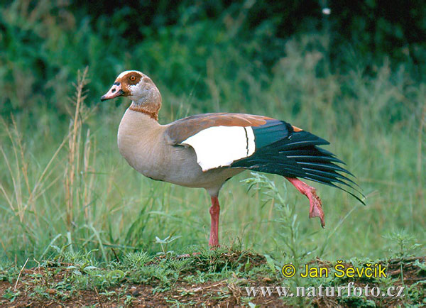 Burung Angsa Mesir