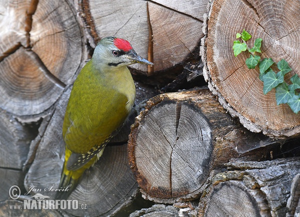 Burung Belatuk Gunung