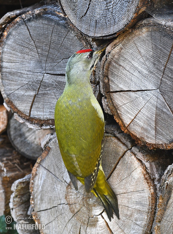 Burung Belatuk Gunung