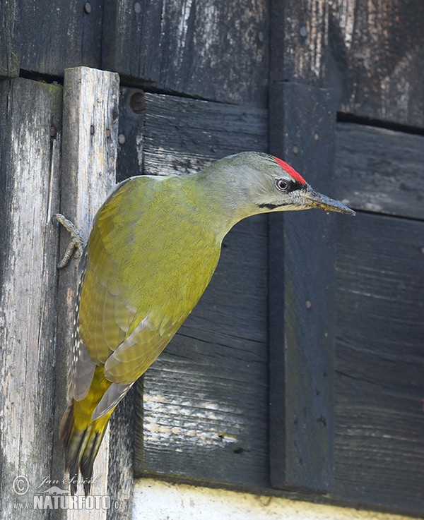 Burung Belatuk Gunung