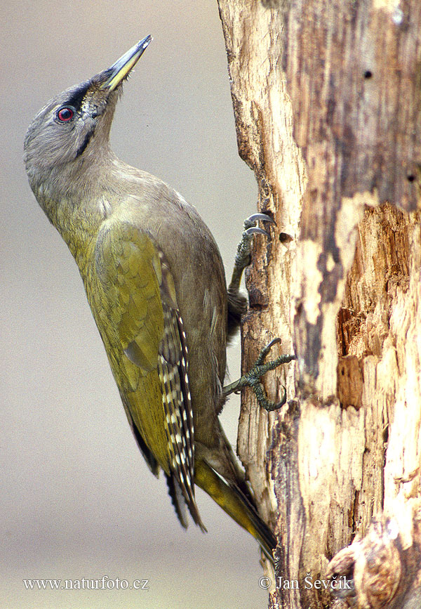 Burung Belatuk Gunung