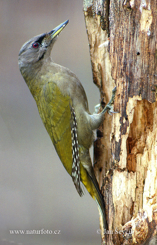 Burung Belatuk Gunung